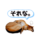 柴犬すずすずちゃん（個別スタンプ：18）