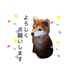 柴犬すずすずちゃん（個別スタンプ：20）
