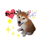 柴犬すずすずちゃん（個別スタンプ：21）