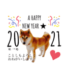 柴犬すずすずちゃん（個別スタンプ：22）