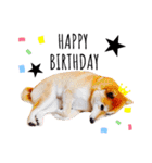 柴犬すずすずちゃん（個別スタンプ：23）
