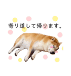 柴犬すずすずちゃん（個別スタンプ：24）