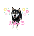 黒柴のはなちゃんだよっ！（個別スタンプ：1）