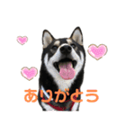 黒柴のはなちゃんだよっ！（個別スタンプ：4）