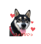 黒柴のはなちゃんだよっ！（個別スタンプ：5）