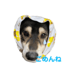 黒柴のはなちゃんだよっ！（個別スタンプ：6）