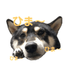 黒柴のはなちゃんだよっ！（個別スタンプ：7）