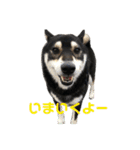 黒柴のはなちゃんだよっ！（個別スタンプ：8）