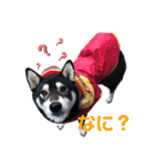 黒柴のはなちゃんだよっ！（個別スタンプ：9）