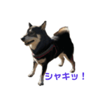 黒柴のはなちゃんだよっ！（個別スタンプ：11）