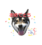 黒柴のはなちゃんだよっ！（個別スタンプ：13）