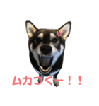 黒柴のはなちゃんだよっ！（個別スタンプ：14）