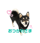 黒柴のはなちゃんだよっ！（個別スタンプ：15）