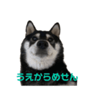 黒柴のはなちゃんだよっ！（個別スタンプ：18）