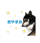 黒柴のはなちゃんだよっ！（個別スタンプ：23）