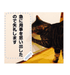 ベンガルねこ メッセージスタンプ（個別スタンプ：23）