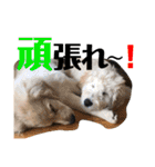 ジョン・テッド・ベン（個別スタンプ：33）