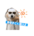 ジョン・テッド・ベン（個別スタンプ：36）