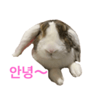 ロップイヤーのTiffanyくん Ⅵ プチ韓国語（個別スタンプ：1）