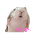 ロップイヤーのTiffanyくん Ⅵ プチ韓国語（個別スタンプ：6）
