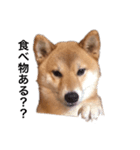 誇り高き柴犬（個別スタンプ：1）