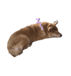 誇り高き柴犬（個別スタンプ：3）