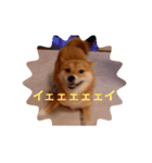 誇り高き柴犬（個別スタンプ：4）