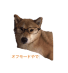 誇り高き柴犬（個別スタンプ：5）