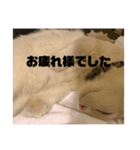 井戸中ちくわスタンプ2（個別スタンプ：4）