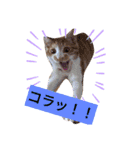 ひなたくんスタンプ2（個別スタンプ：4）