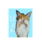 ひなたくんスタンプ2（個別スタンプ：8）