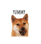 柴犬ふみの写真スタンプ（個別スタンプ：3）