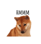 柴犬ふみの写真スタンプ（個別スタンプ：5）