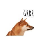 柴犬ふみの写真スタンプ（個別スタンプ：8）