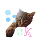 ねこ ネコ 猫（個別スタンプ：1）