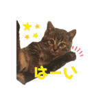 ねこ ネコ 猫（個別スタンプ：3）