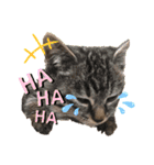 ねこ ネコ 猫（個別スタンプ：7）
