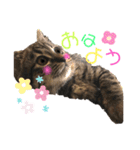 ねこ ネコ 猫（個別スタンプ：9）
