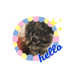 ねこ ネコ 猫（個別スタンプ：11）