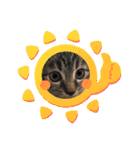 ねこ ネコ 猫（個別スタンプ：12）
