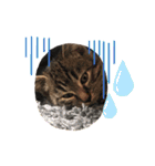 ねこ ネコ 猫（個別スタンプ：14）