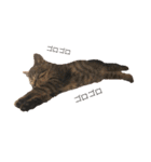 ねこ ネコ 猫（個別スタンプ：15）