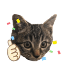ねこ ネコ 猫（個別スタンプ：17）