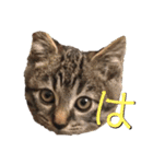 ねこ ネコ 猫（個別スタンプ：18）