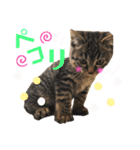 ねこ ネコ 猫（個別スタンプ：20）