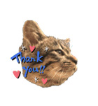 ねこ ネコ 猫（個別スタンプ：24）