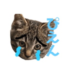 ねこ ネコ 猫（個別スタンプ：25）