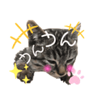 ねこ ネコ 猫（個別スタンプ：26）