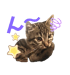 ねこ ネコ 猫（個別スタンプ：27）