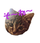 ねこ ネコ 猫（個別スタンプ：28）